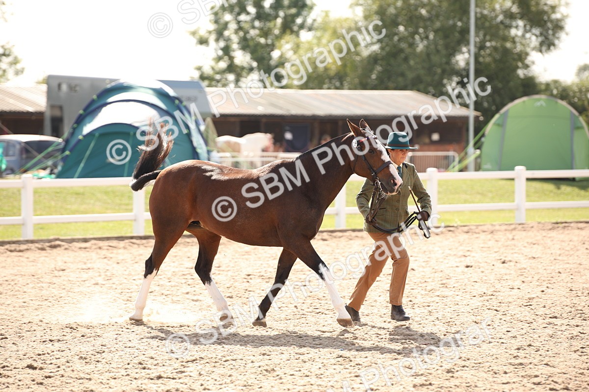 SBM_07401 - Class 26 IH Foreign Breeds -Part bred