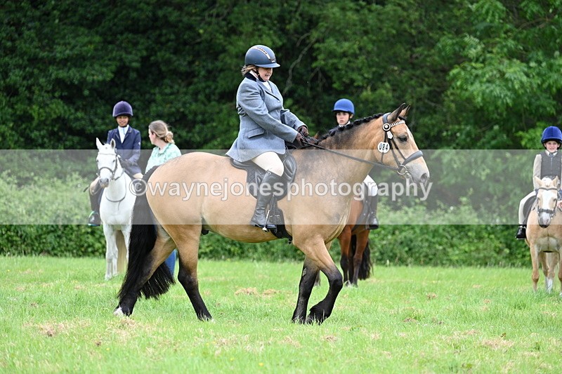 WJ7_3993 - Class 14A Handsome Gelding