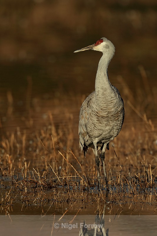 Sandhill Crane, South Crane Pond, Bosque del Apache, New Mexico - Sandhill Crane