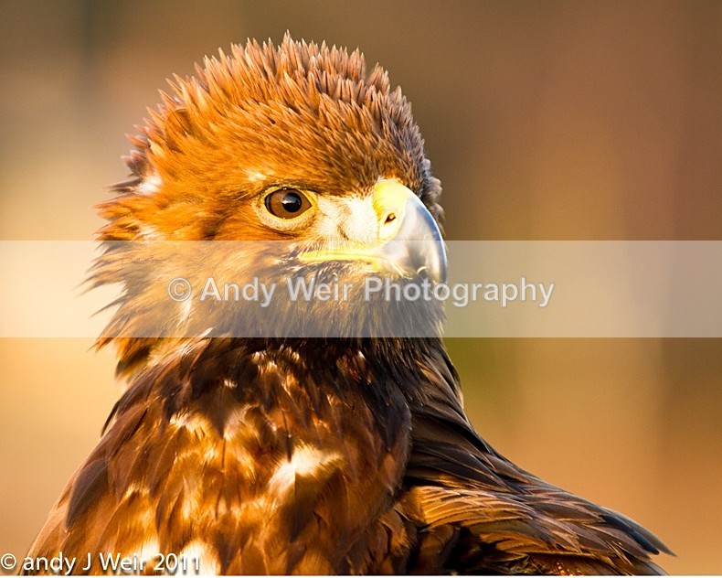  - Golden Eagle