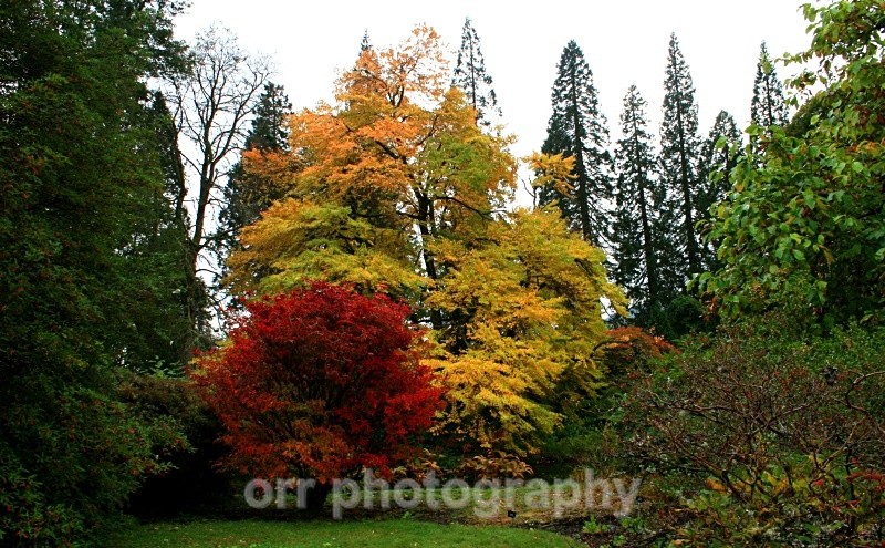 Benmore Gardens 3 - Landscapes