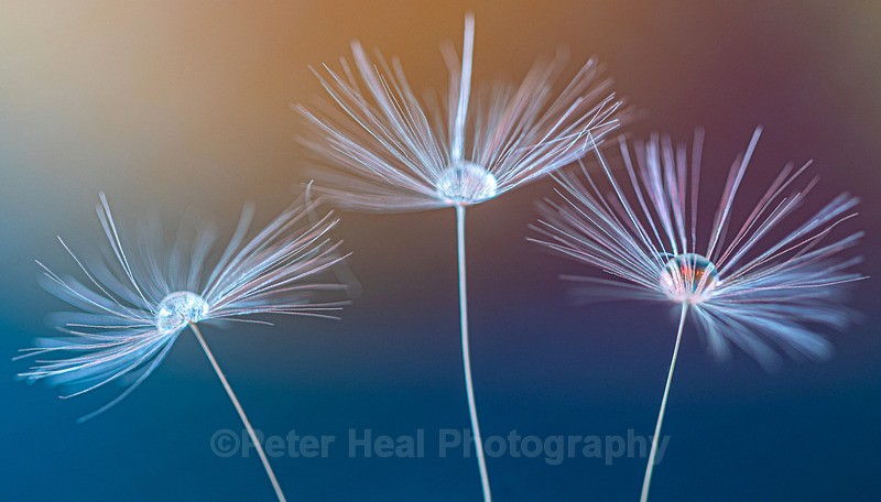 EF6A1108_ Three Seeds - Macro