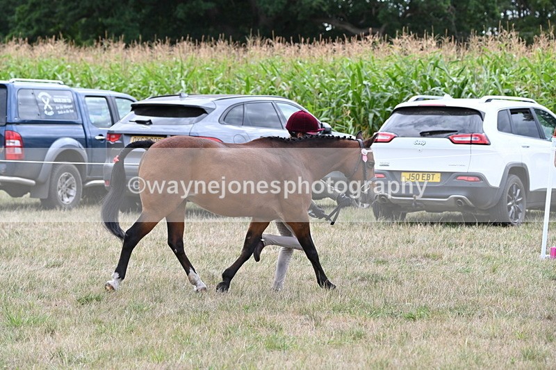 WJ6_6196 - Class 19 In-hand Veterans (Uploaded correct folder)