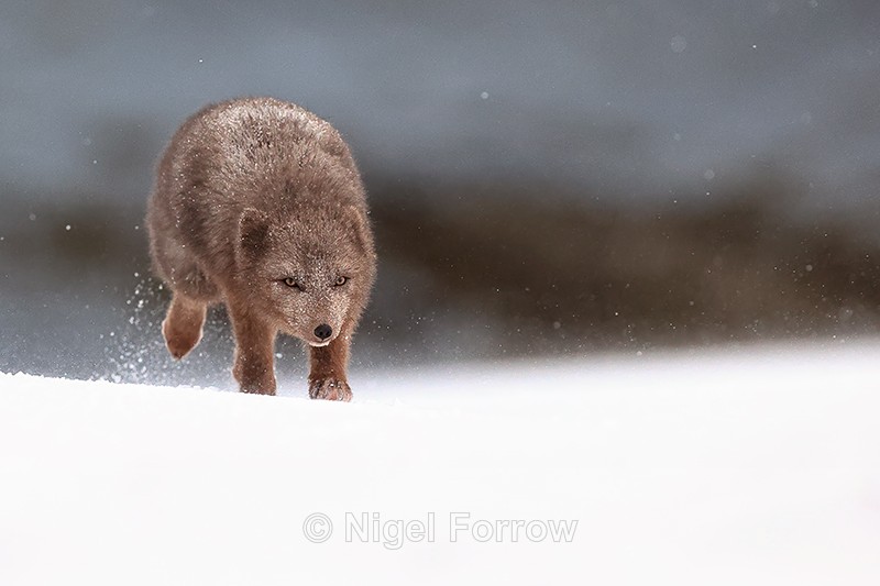 Female Arctic Fox running front view, Hornstrandir, Iceland - Arctic Fox