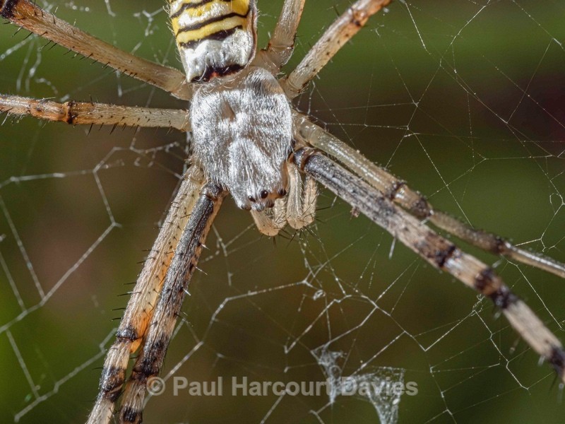 Argiope bruennichi (orb web spider) ♀ - Insects, Spiders and other Animals