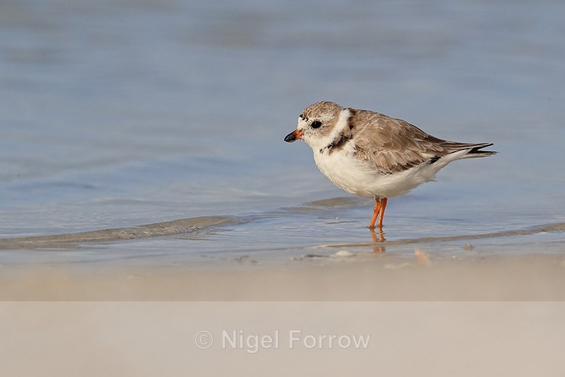 Piping Plover at lagoon edge, Fort De Soto Park, Florida - Piping Plover