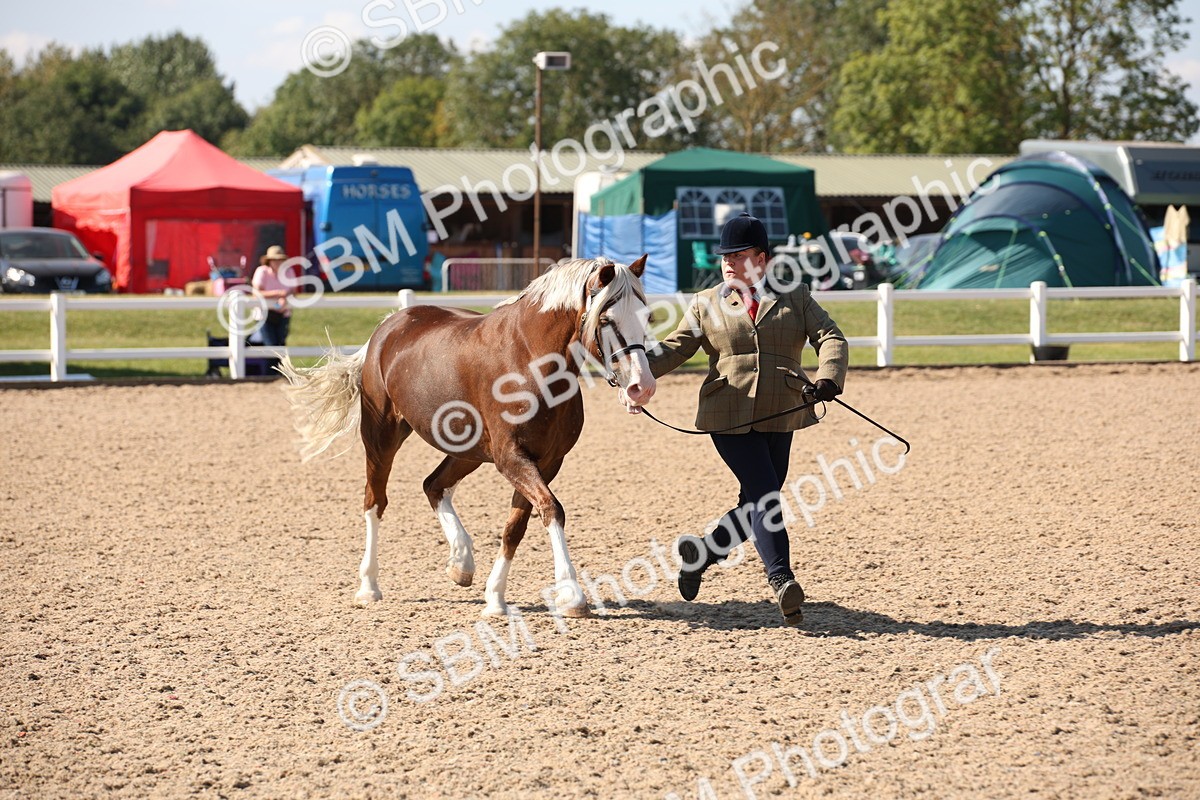 SBM_02774 - Class 16 IH M&M Wildcard