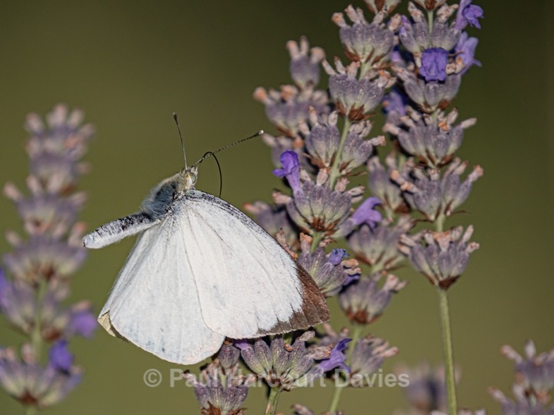 Large white (Pieris brassicae) ♂︎ - Insects, Spiders and other Animals