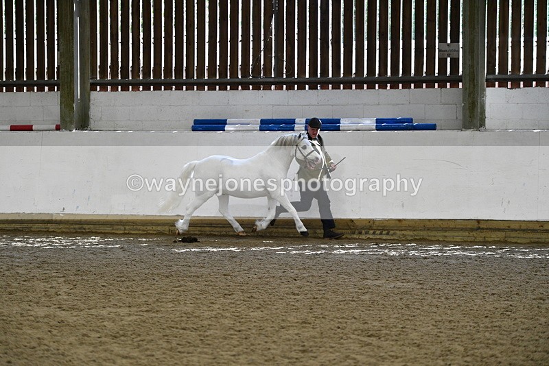 WJ5_5361 - Class 4 In hand M&M - small breeds