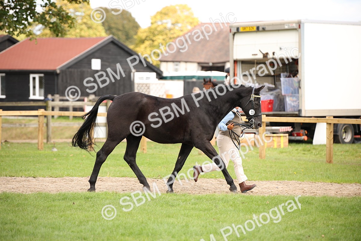 SBM_46320 - S25 - Mature Veteran In Hand