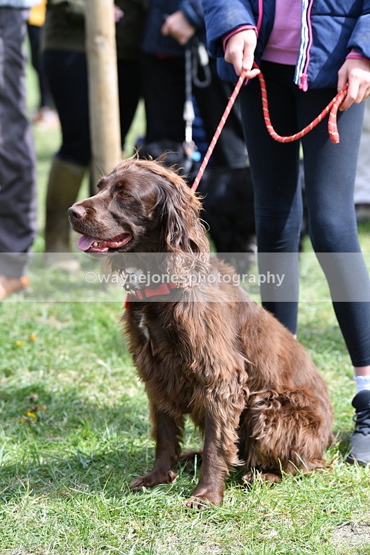 WJ5_9812 - Class 3 Most Handsome Dog