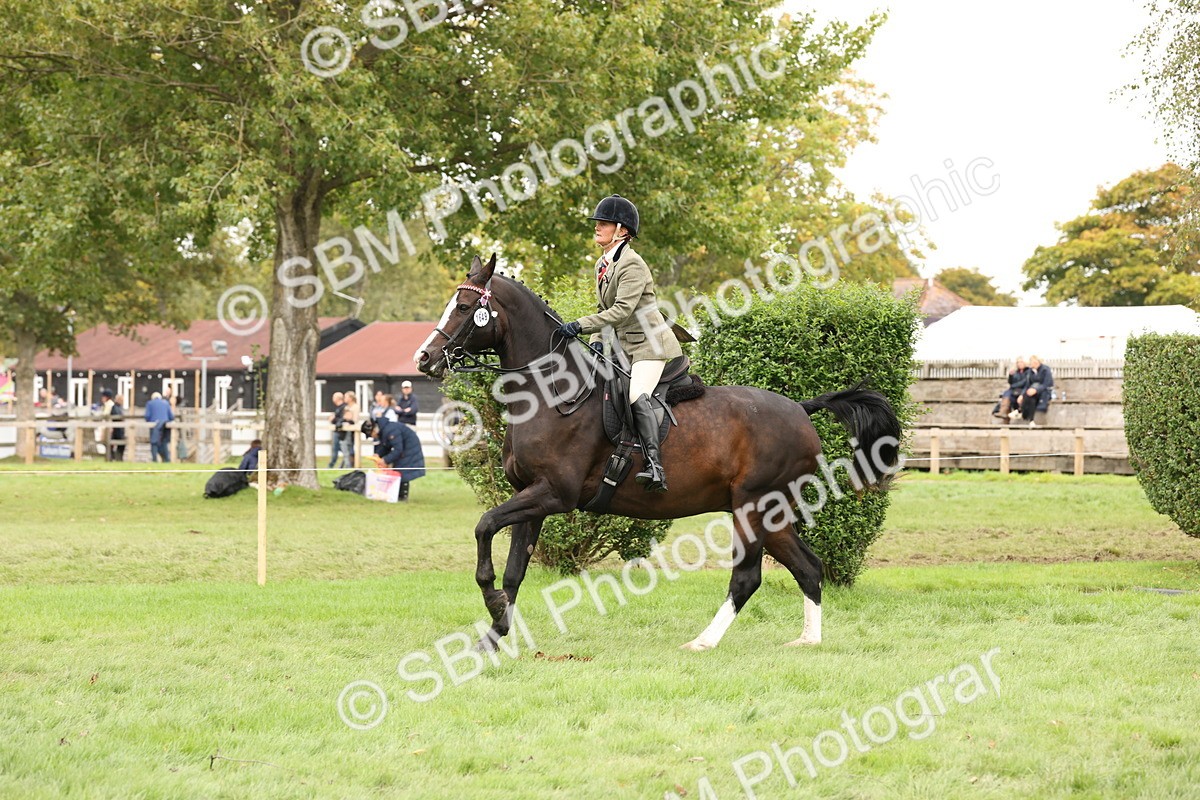 SBM_64250 - S65 - Riding Horse & Hack & Thoroughbred Ridden