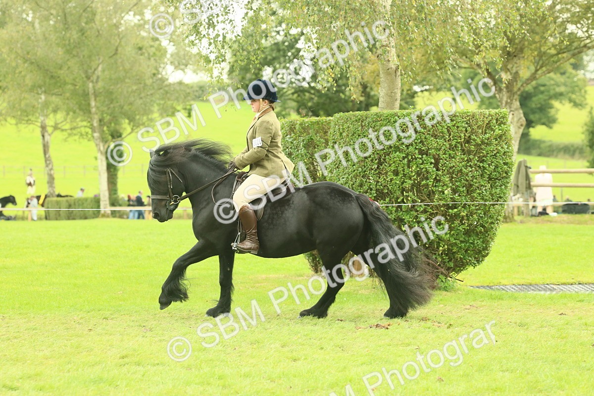 SBM_71924 - S60 - Mountain & Moorland Ridden Large Breeds