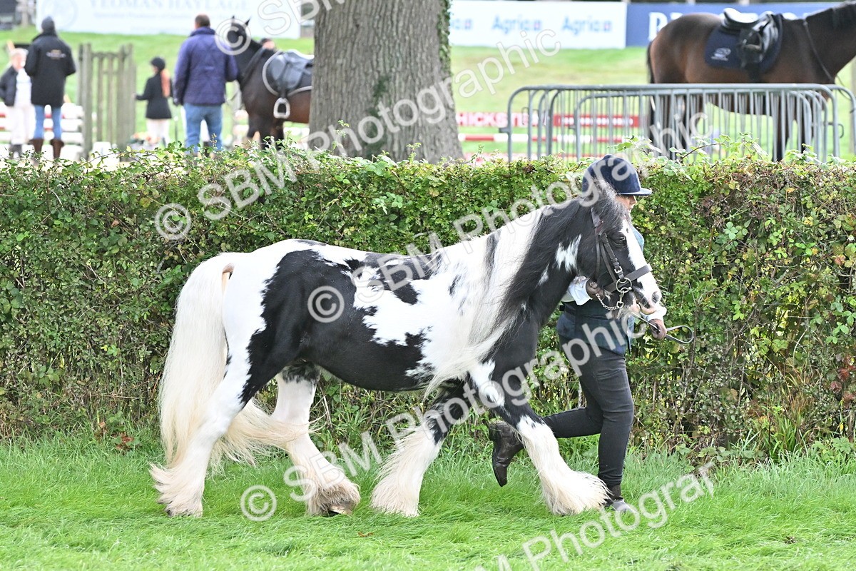 SBM_56869 - S45 - Coloured Pony In Hand