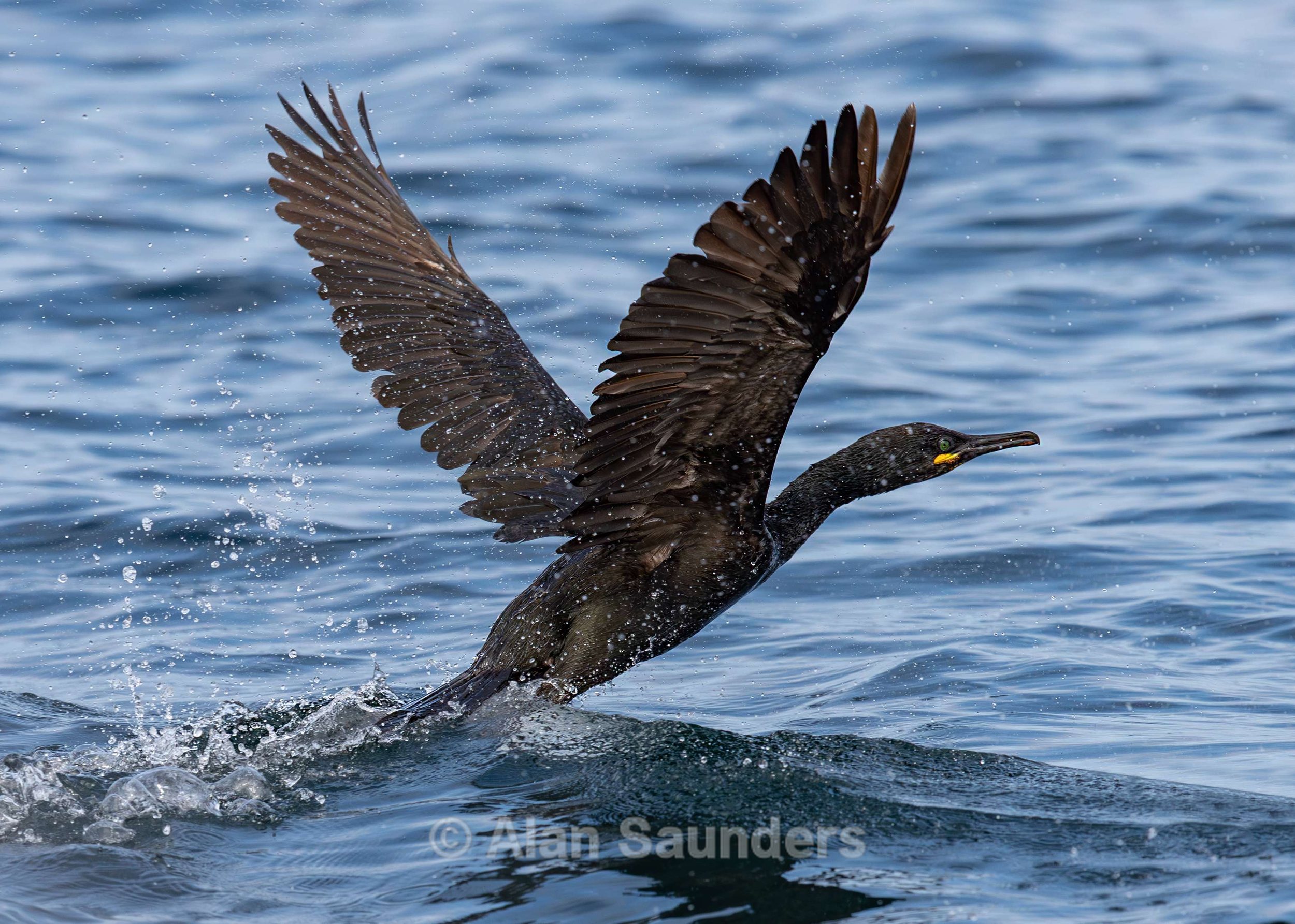 European Shag 1 (Gulosus aristotelis)