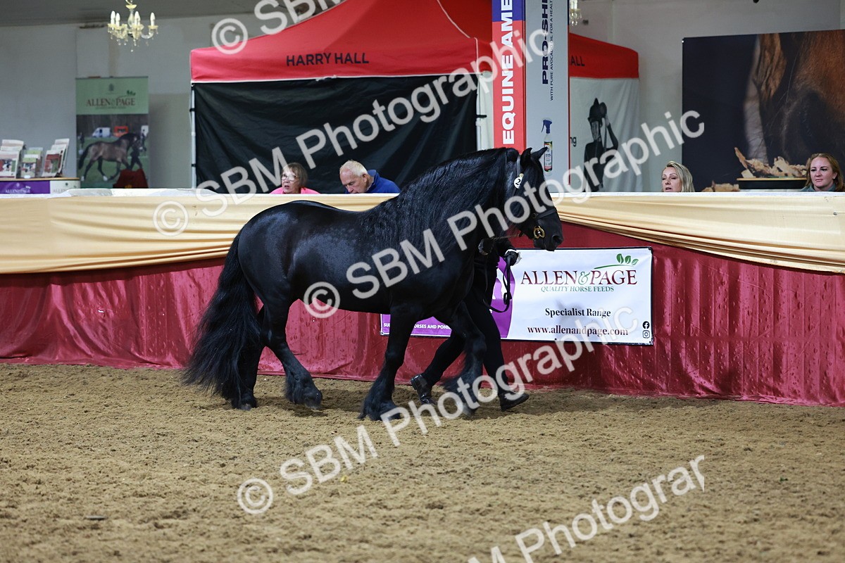 SBM_20404 - Class F - IH Small (148cm & Under)Champ