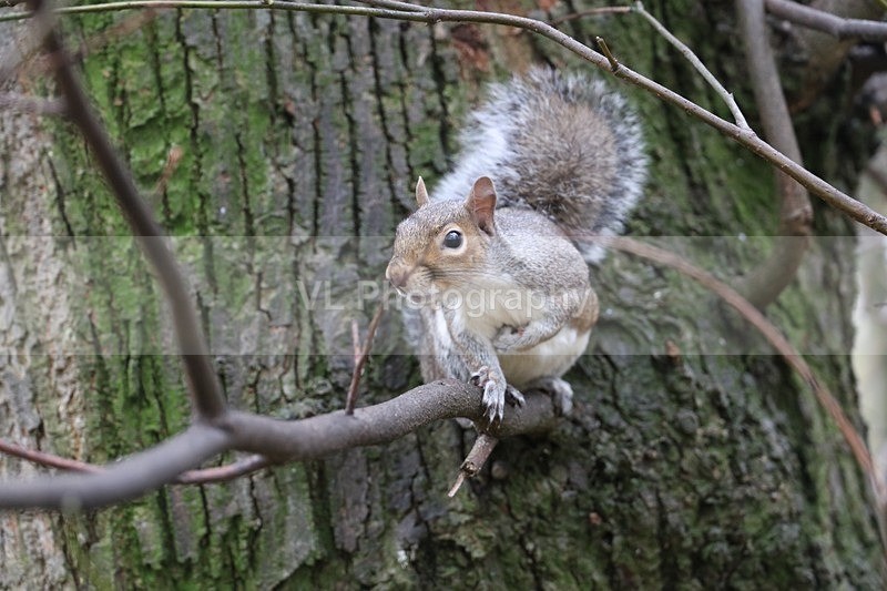 Squirrel - Animals and Birds