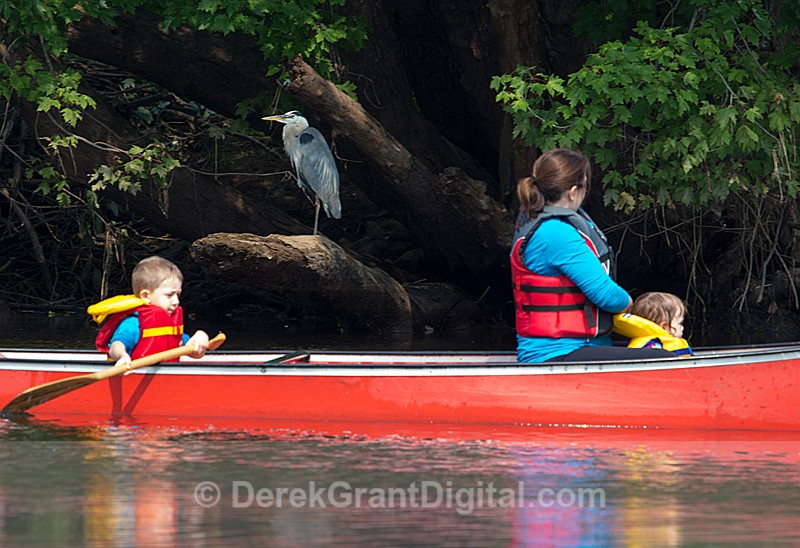 Watching Bird - Sport & Recreation