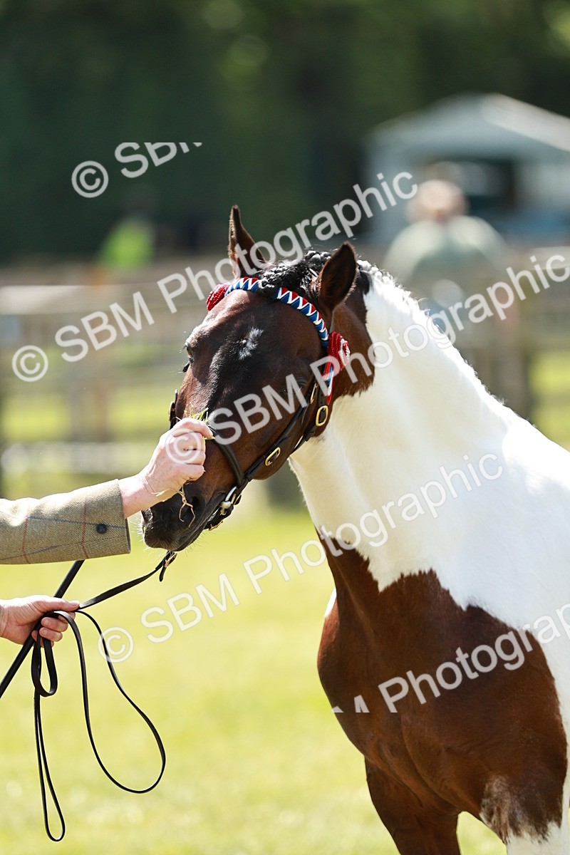 SBM_05510 - Class 41-45 - Riding Pony-Hunter Pony Breeding