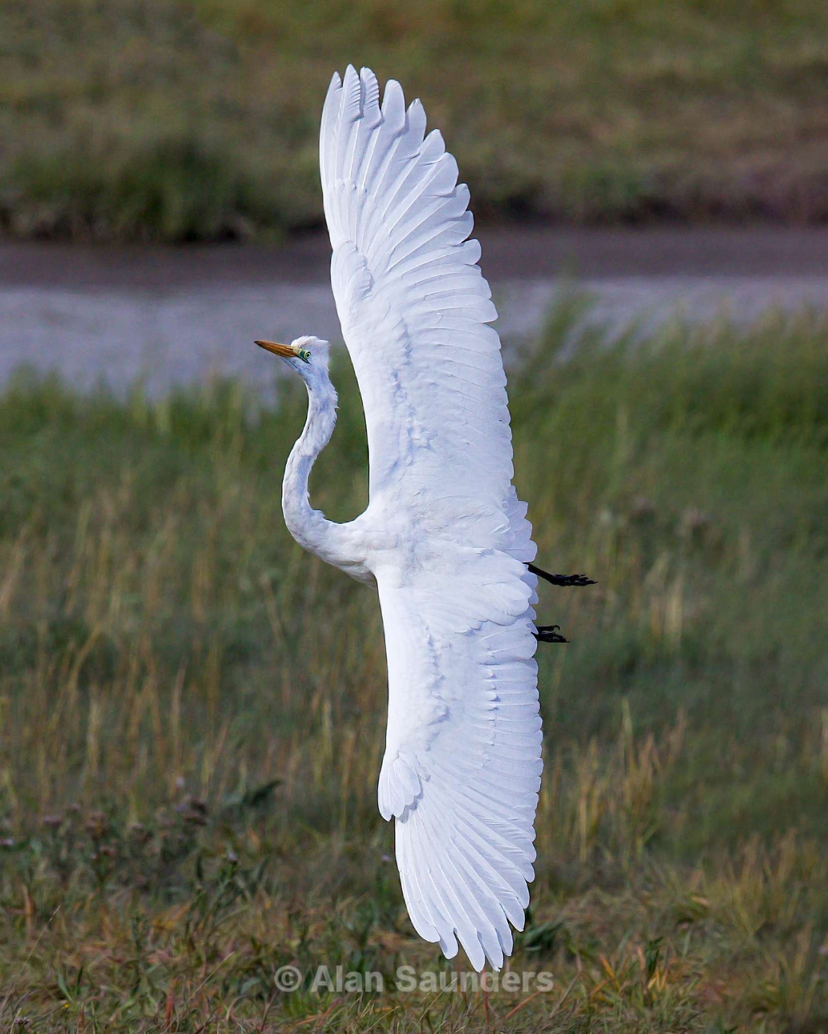 Great Egret 3