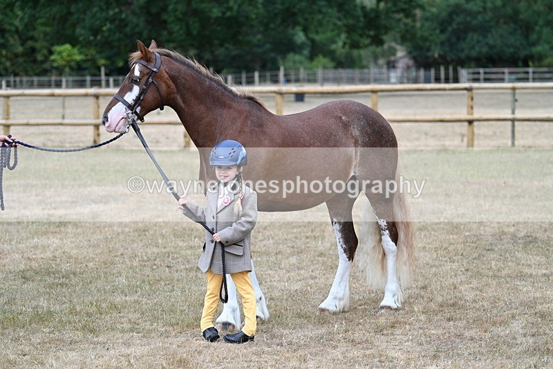WJ7_9420 - Prettiest Mare Champs