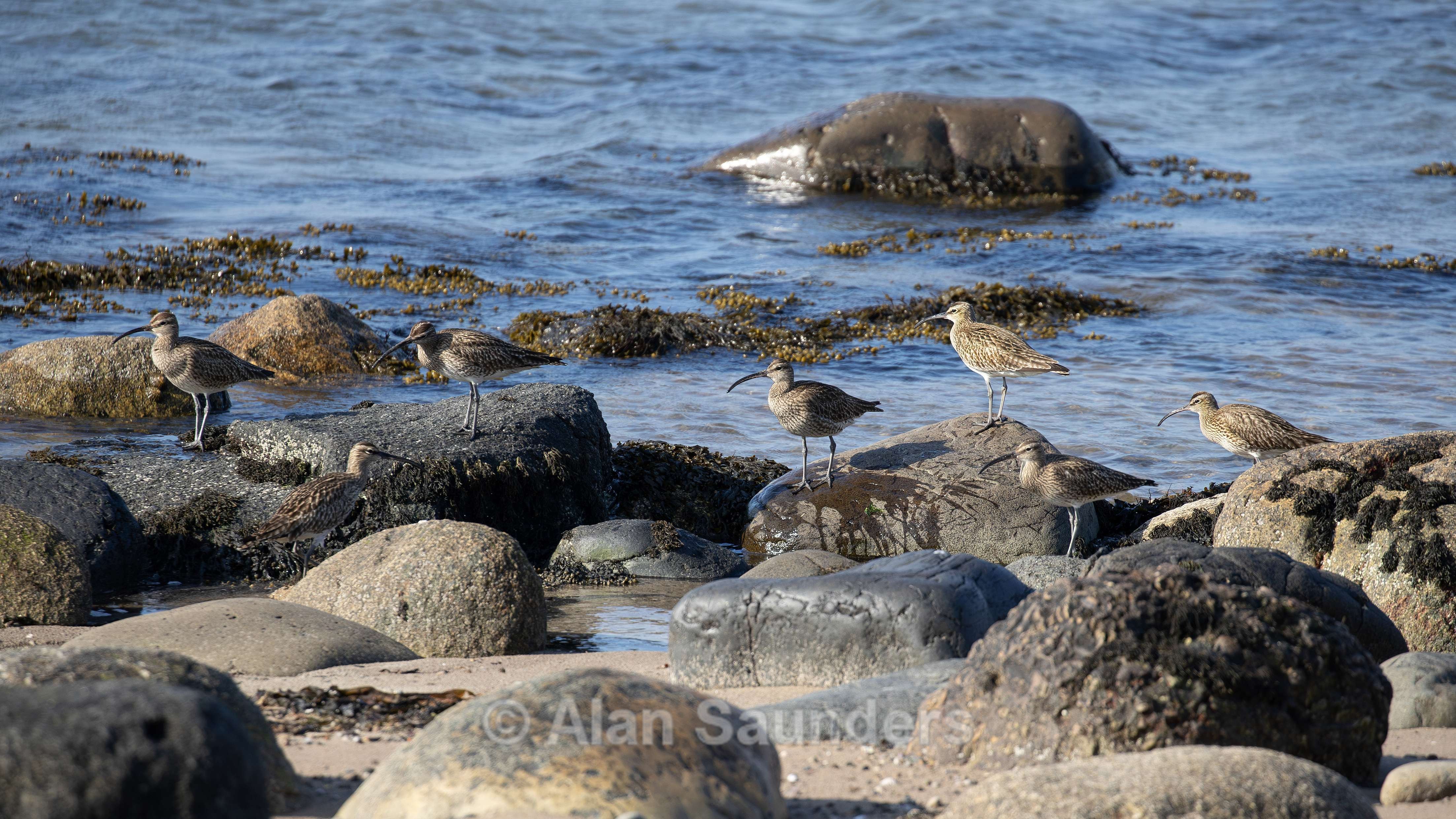 Eurasian Whimbrel 14