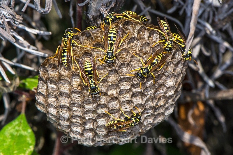  - Bugs: Macro insects
