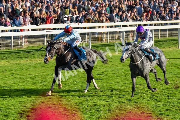 141023-Race 6-Punctuation-1502 - Race 6 4.10pm Coral Get Closer To The Action Handicap