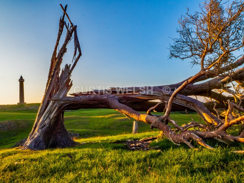 collapsted tree - SCOTTISH BORDERS