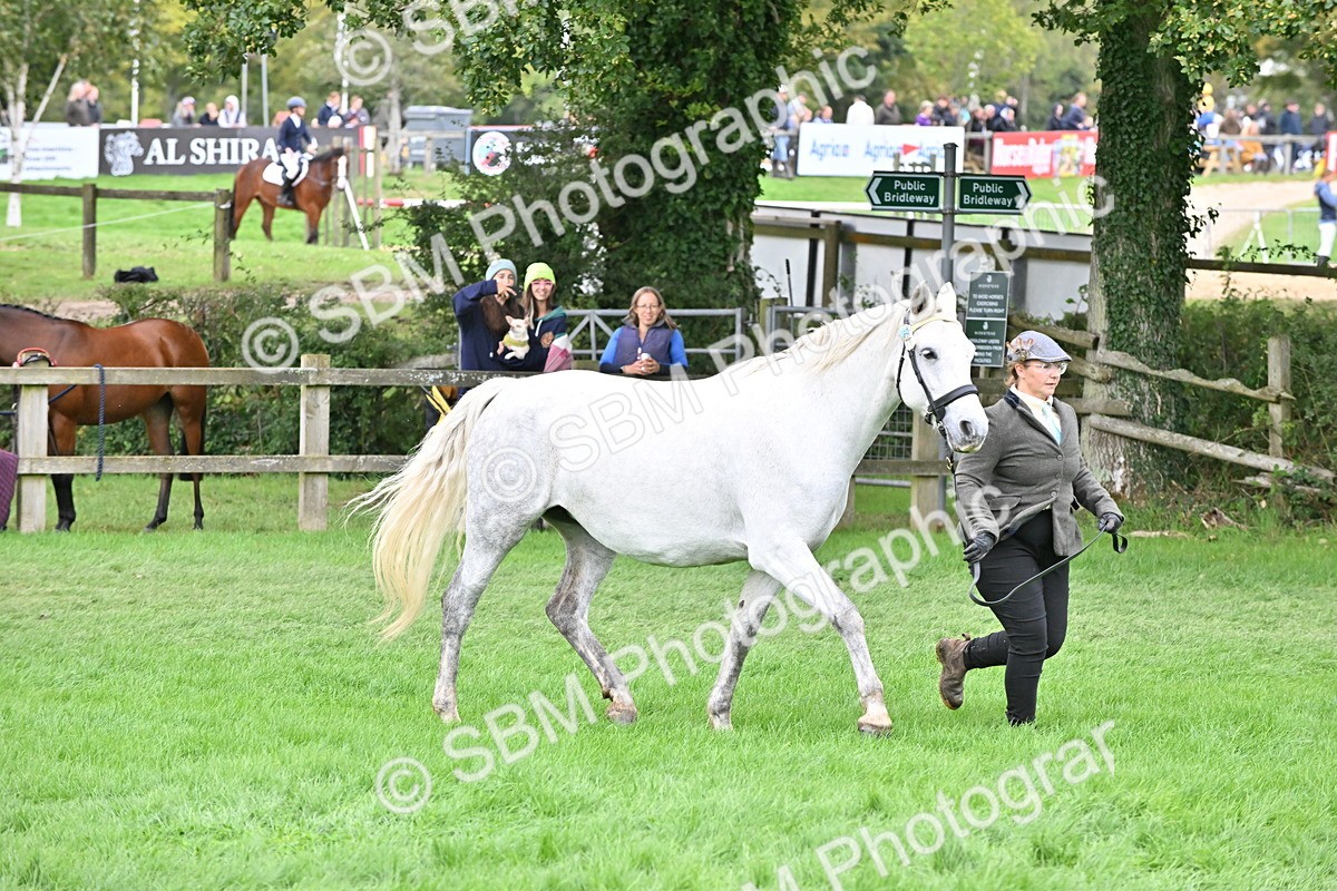 SBM_63268 - S49 - Mountain & Moorland In Hand Large Breeds