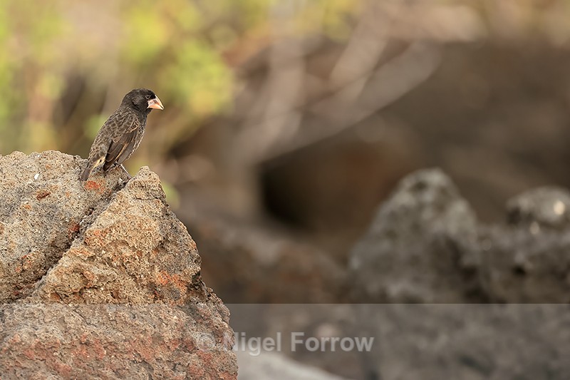 Espanola Cactus-Finch, Gardner Bay, Espanola, Galapagos - Espanola Cactus-Finch