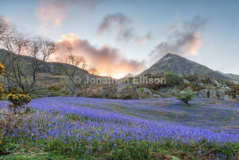 Rannerdale Bluebells - Lake District