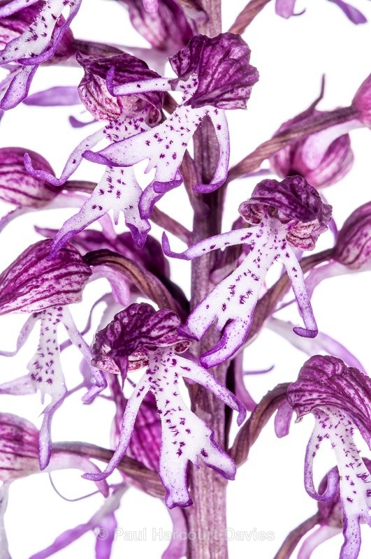  - WB: Orchids - Orchis