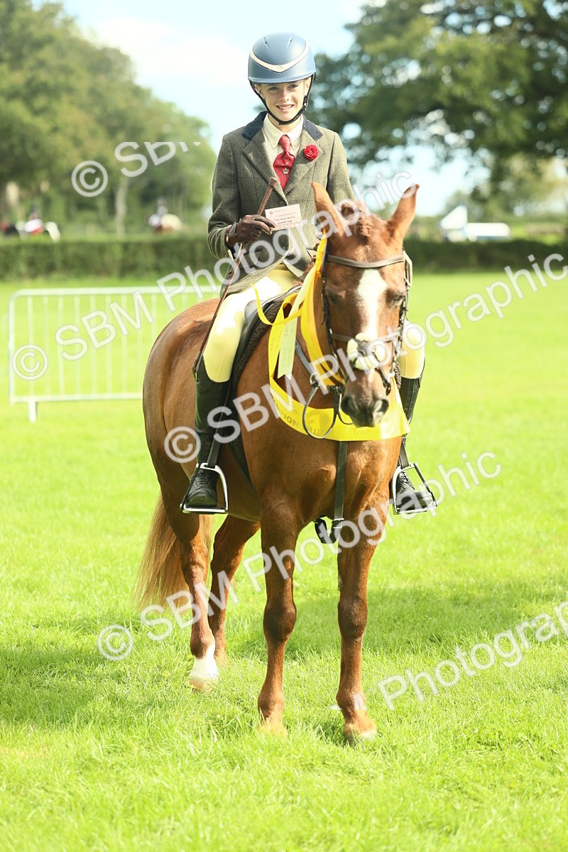 SBM_44825 - S31 - Working Hunter Pony
