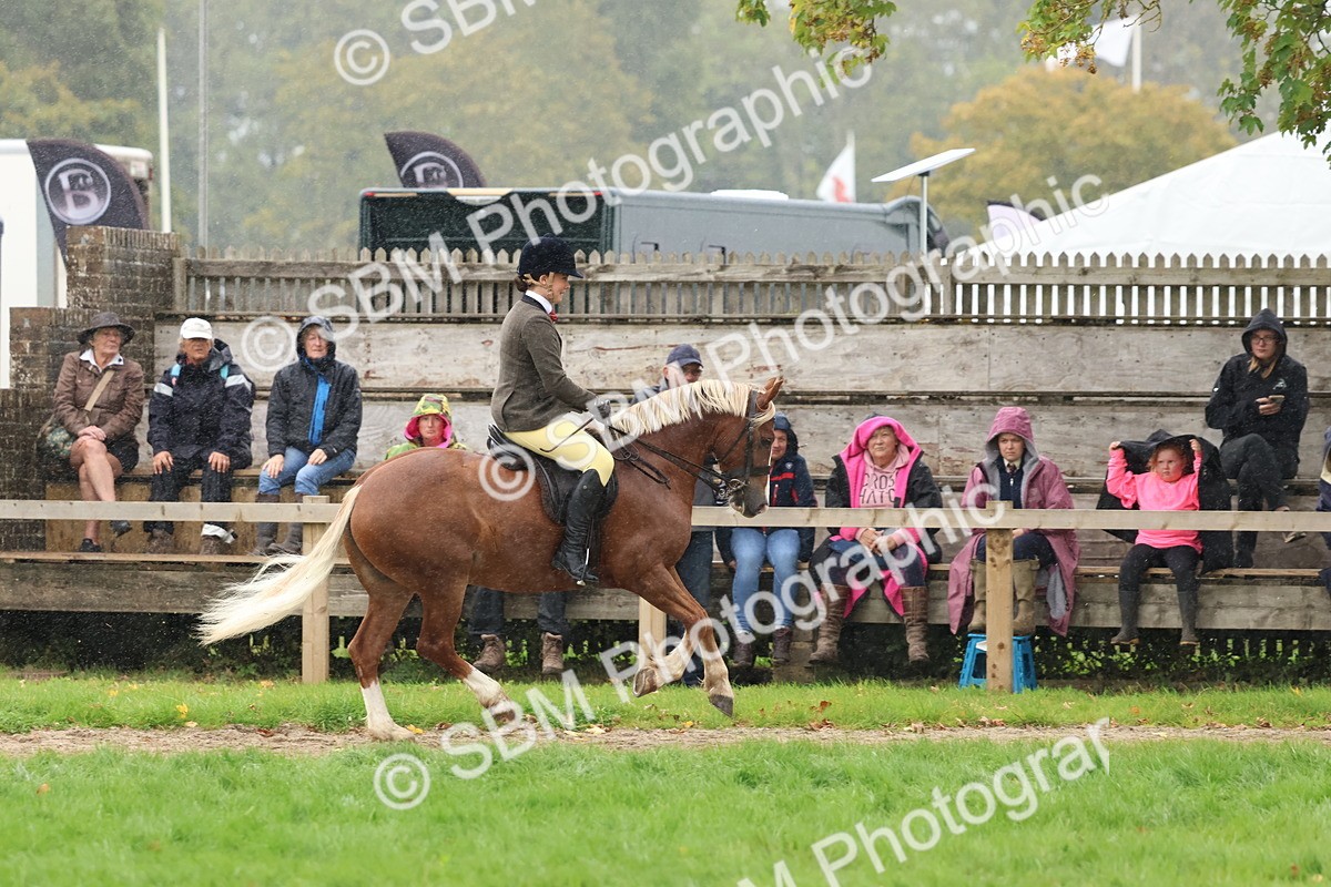 SBM_69697 - S62 - Mountain & Moorland Ridden Large Breeds