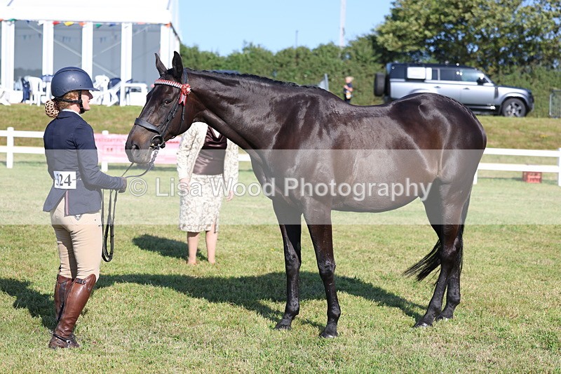 3E7A5721 - Class 2: Rising Star Large Hack/Riding Horse