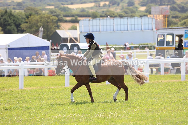 JPP_2523 - Class 21: Working Hunter 60cm
