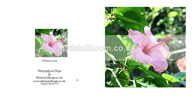 015 Hibiscus Rosa - FLORAL GREETING CARDS