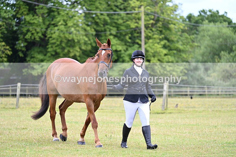 WJ7_6953 - Class 5a Most Handsome Gelding in Hand