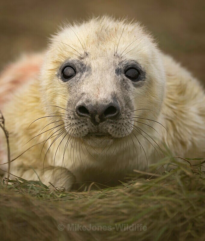 Seal pup, Donna nook, Lincs, UK - LATEST... Isle of Mull Otters and Landscapes December 2022 & Seal Pups from Donna Nook, Lincs