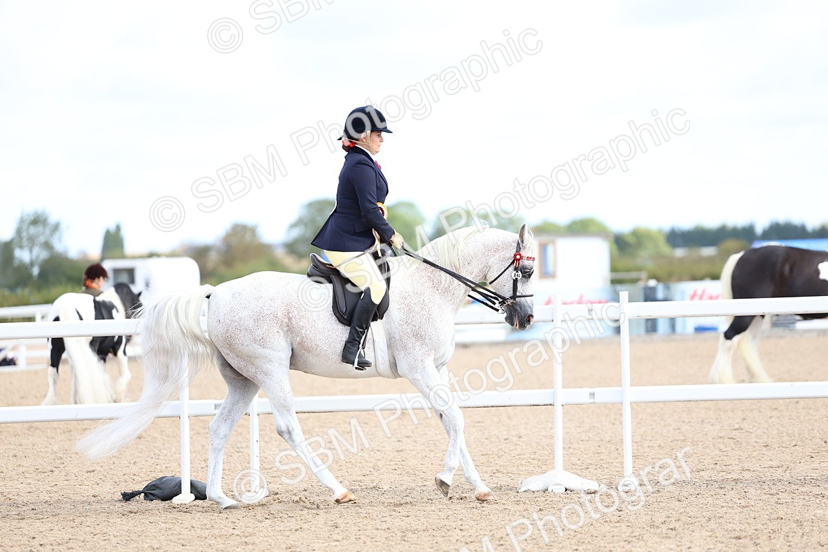 SBM_09185 - Class 303 - Ridden Pure Bred Horse Pony
