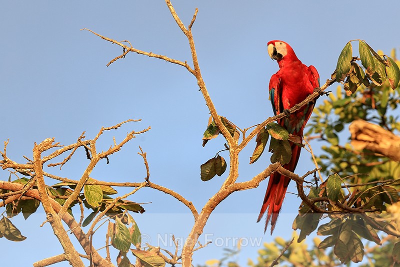 Scarlet Macaw perched near sunset, Drake Bay, Costa Rica - Scarlet Macaw