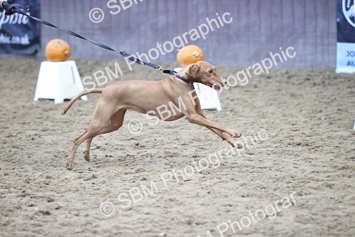 SBM_001296 - Class 3 - Horse & Hound 60cm