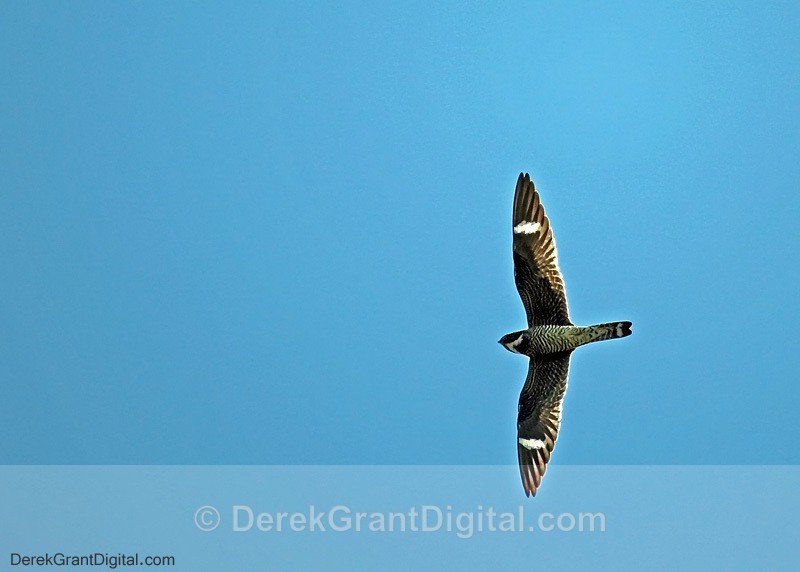 Common Nighthawk - Birds of Atlantic Canada