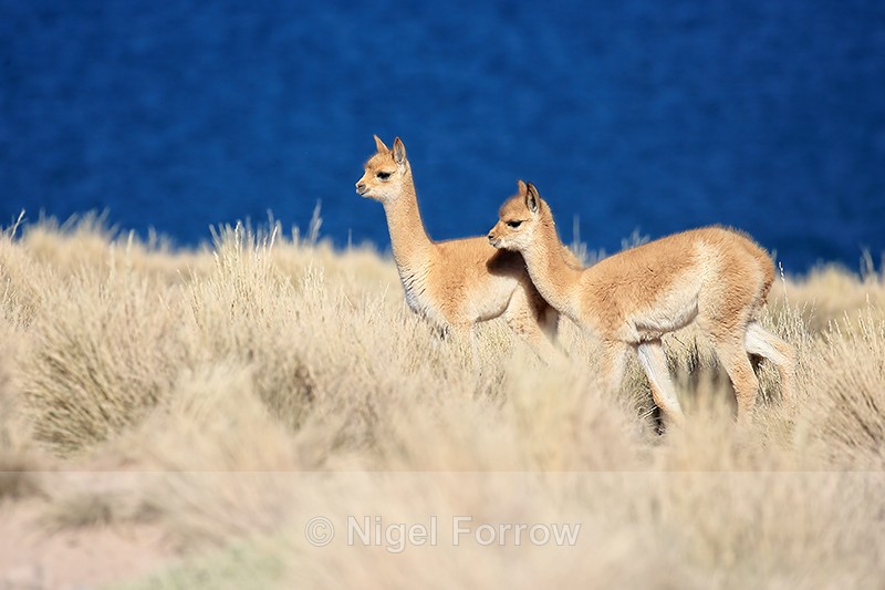 Young Vicuna moving through grass, Lake Miscanti, Chile - Vicuna