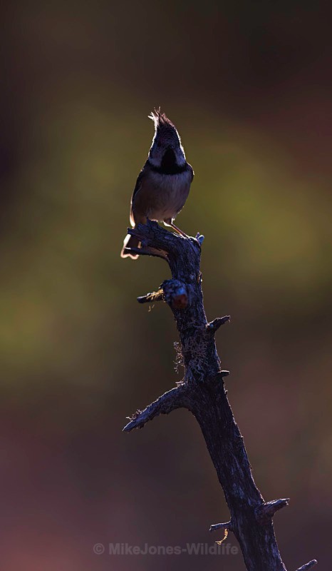 CRESTED TIT 22 - New