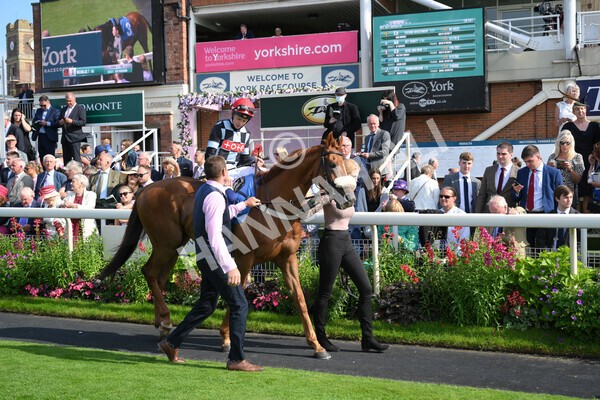 yr18082021r5-17 - Race 5 4.10pm Sky Bet Stakes