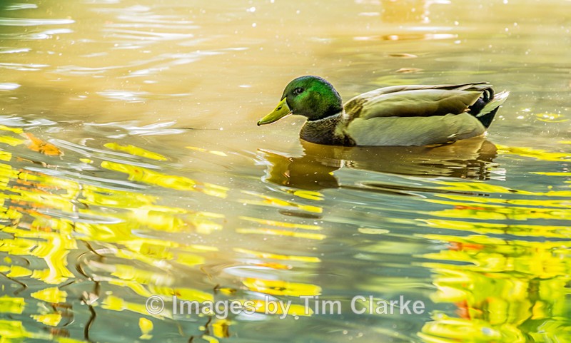 Mallard on Broadwater Lake 1754422 - Wildlife