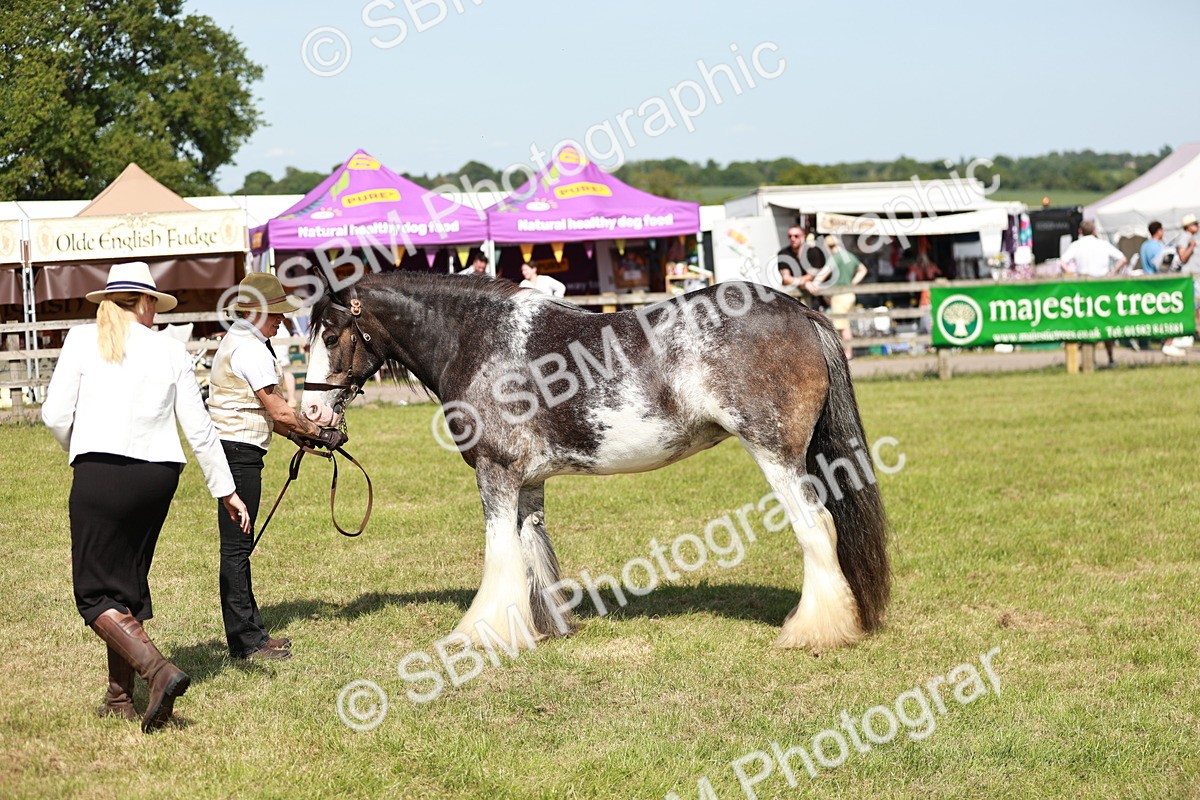 SBM_08794 - Class 63-65 - Traditional Gypsy Cobs In Hand & Ridden