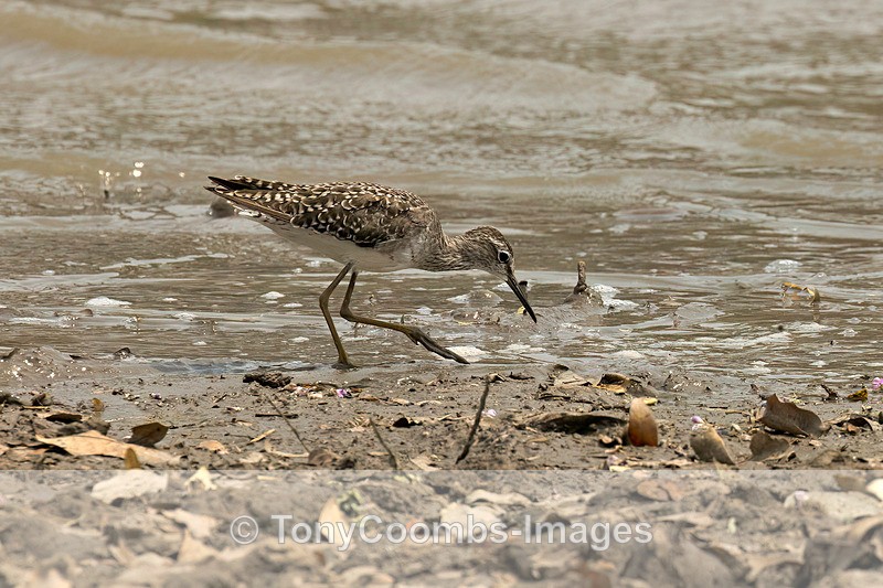 Wood Sandpiper - Mana Pools ~ The Birds